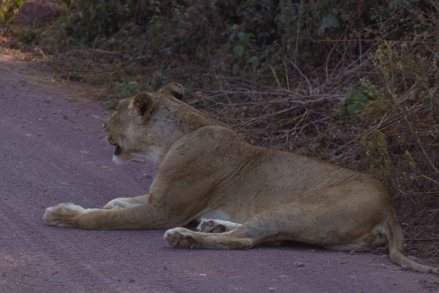 Dzień w Parku Narodowym Lake Manyara