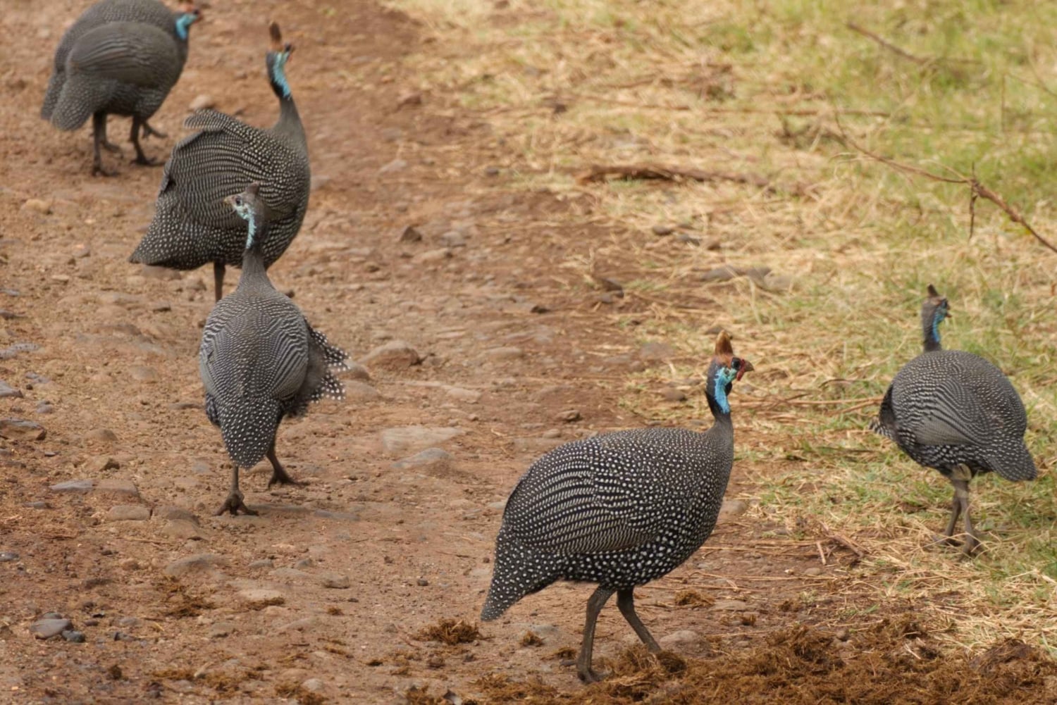 Dzień w Parku Narodowym Lake Manyara