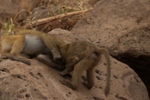 Dzień w Parku Narodowym Lake Manyara