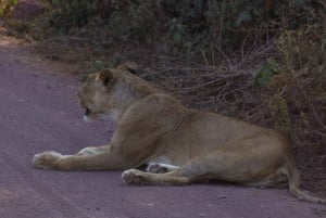 Dzień w Parku Narodowym Lake Manyara