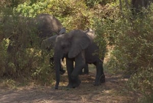 Dzień w Parku Narodowym Lake Manyara