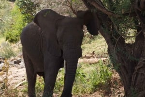 Dzień w Parku Narodowym Lake Manyara