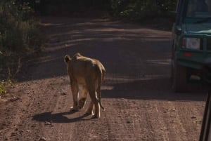 Dzień w Parku Narodowym Lake Manyara