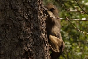Dzień w Parku Narodowym Lake Manyara