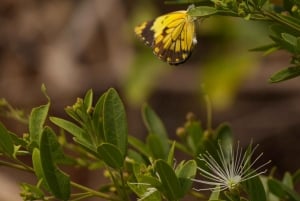 Dzień w Parku Narodowym Lake Manyara
