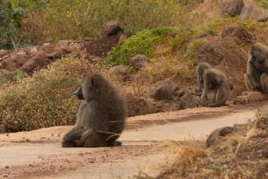Dzień w Parku Narodowym Lake Manyara