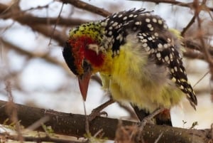 Dzień w Parku Narodowym Lake Manyara