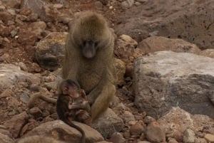 Dzień w Parku Narodowym Lake Manyara