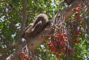 Dzień w Parku Narodowym Lake Manyara