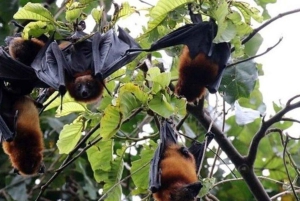 A Day in Paradise: Discovering the Magic of Pemba Island