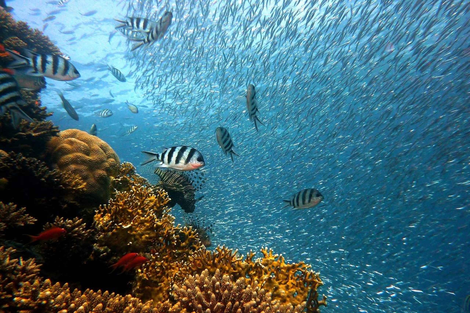 A Day Snorkeling And Beach Relaxation At Mbudya Island Dsm