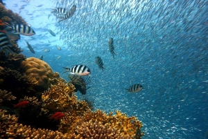 A Day Snorkeling And Beach Relaxation At Mbudya Island Dsm