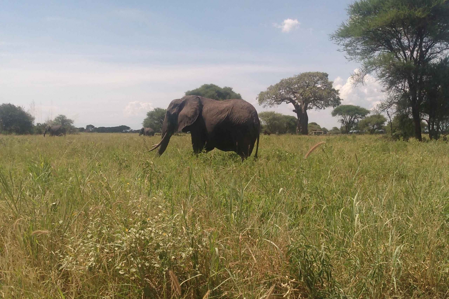 Een safari naar de Ngorongorokrater en Tarangire