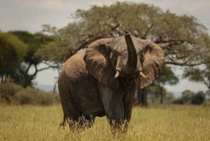 A Taste of the Savanna Safari (Add-on Tanzania)