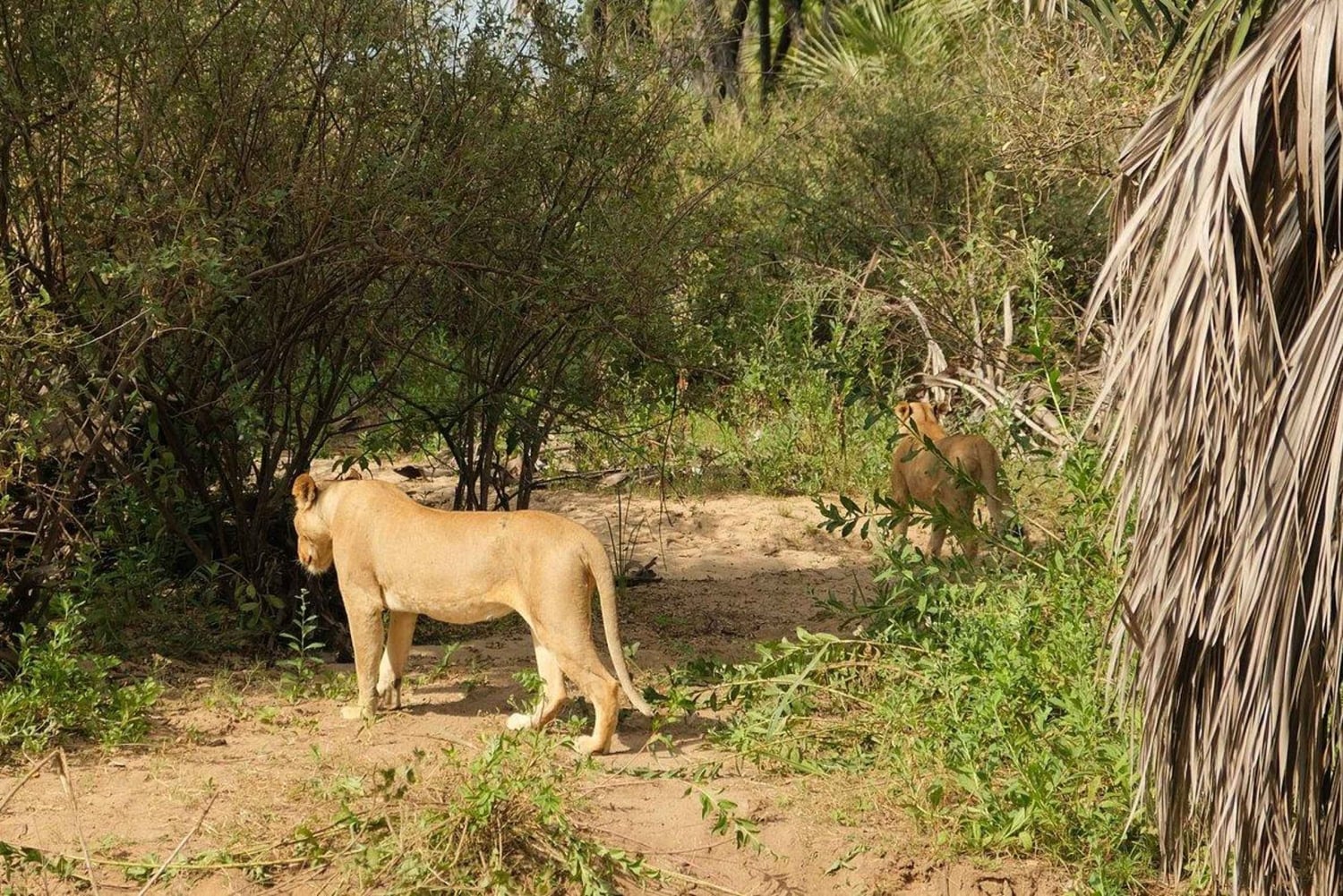 Avventura LGBTQ: 4 giorni di safari in aereo nel Parco nazionale di Nyerere