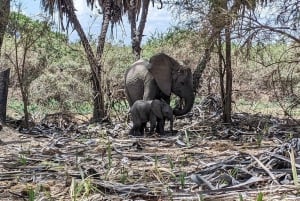 Avventura LGBTQ: 4 giorni di safari in aereo nel Parco nazionale di Nyerere