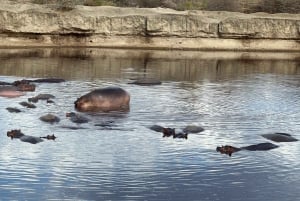 Avventura LGBTQ: 4 giorni di safari in aereo nel Parco nazionale di Nyerere