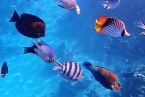 Delfines y tortugas marinas en Mnemba con almuerzo en The Rock