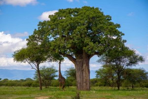 Amazing North Tanzania