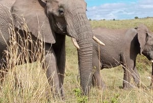 Amboseli; 2-dniowe safari do parku Amboseli z Nairobi.