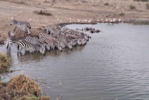 Amboseli; 2 dages safari til Amboseli-parken fra Nairobi.