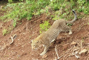 Amboseli; 2 dages safari til Amboseli-parken fra Nairobi.