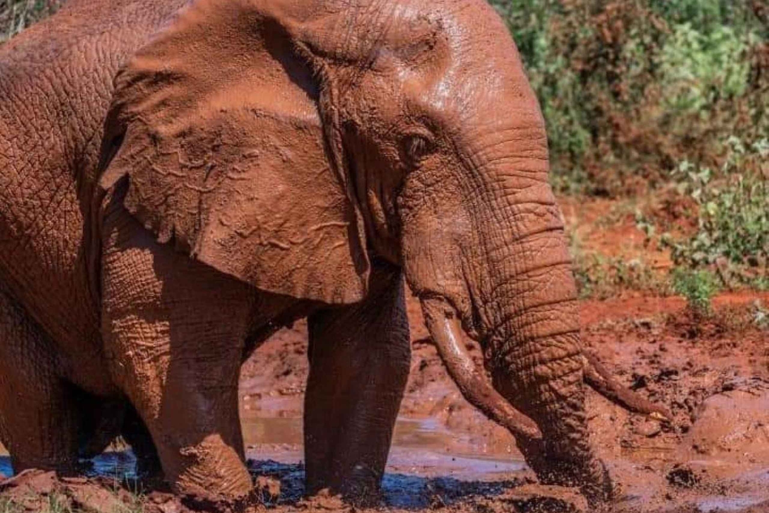 AMBOSELI: 3 DAYS AMBOSELI BUDGET GROUP JOINING SAFARI