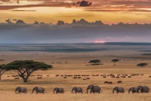 АМБОСЕЛИ: 3 ДНЯ АМБОСЕЛИ БЮДЖЕТНАЯ ГРУППА, ПРИСОЕДИНЯЮЩАЯСЯ К САФАРИ