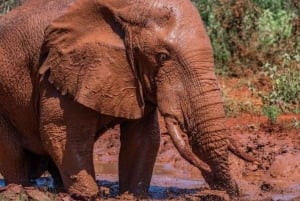 АМБОСЕЛИ: 3 ДНЯ АМБОСЕЛИ БЮДЖЕТНАЯ ГРУППА, ПРИСОЕДИНЯЮЩАЯСЯ К САФАРИ