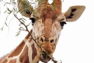 AMBOSELI: 3 DAYS AMBOSELI BUDGET GROUP JOINING SAFARI