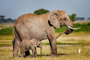Amboseli National Park: 2 day Safari Trip