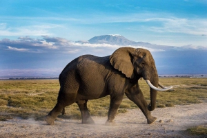 Amboseli nasjonalpark: 2-dagers safarireise