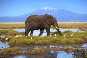 Amboseli nasjonalpark: 2-dagers safarireise
