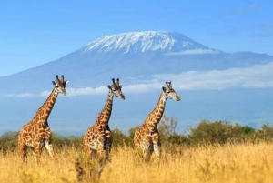 Parque Nacional Amboseli: Safári de 3 dias com acomodação