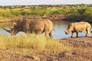 Parco Nazionale Amboseli: Safari di 3 giorni con alloggio