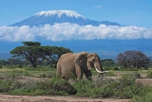 Parc national d'Amboseli : safari de 3 jours avec hébergement