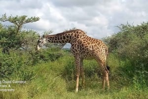 Amboseli nationalpark: 3-dagars safari med boende