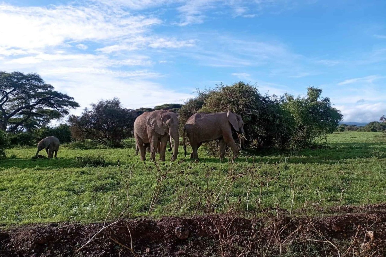 Amboseli nationalpark dagstur