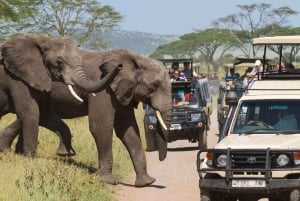Dagstur til Amboseli Nationalpark fra Nairobi