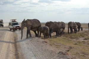 Dagstur til Amboseli Nationalpark fra Nairobi