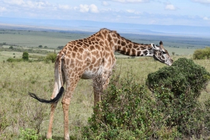 Amboseli National Park full day tour from Nairobi