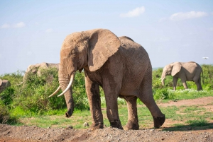 Parco Nazionale Amboseli: Tour di un giorno intero da Nairobi