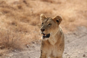 Parco Nazionale Amboseli: Tour di un giorno intero da Nairobi