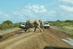 Parco Nazionale Amboseli: Tour di un giorno intero da Nairobi