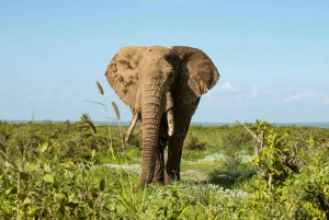 Parco Nazionale Amboseli: Tour di un giorno intero da Nairobi