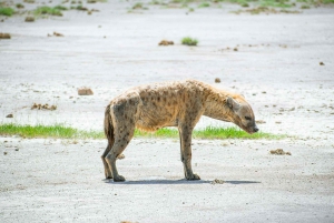 Parco Nazionale Amboseli: Tour di un giorno intero da Nairobi
