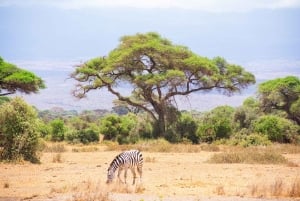 Parco Nazionale Amboseli: Tour di un giorno intero da Nairobi