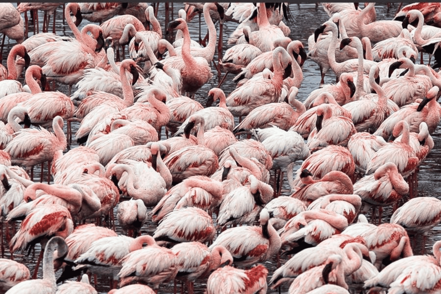 Arusha: 2-Day Arusha and Mkomazi National Park Safari