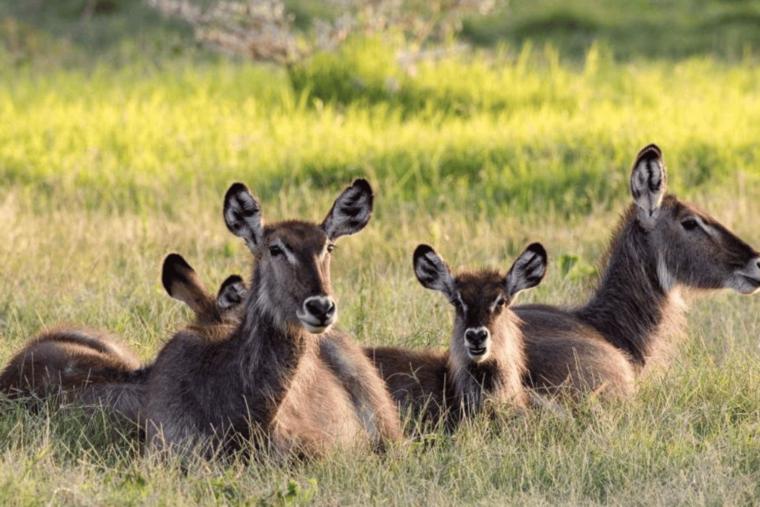 Arusha: 2-Day Arusha and Mkomazi National Park Safari