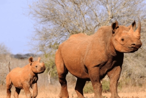 Arusha: 2-dniowe safari w Arusha i Parku Narodowym Mkomazi